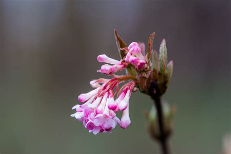 Wallpaper Nature Branch Blossom Pink Spring Leaf Flower Flora