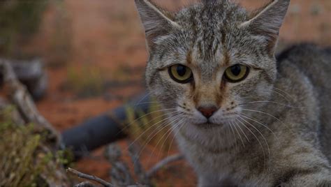 New Research Feral Cats Now Cover Over 998 Percent Of