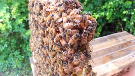 Honey Bee Queen Piping In Cell Bees React By Freezing In Place Youtube