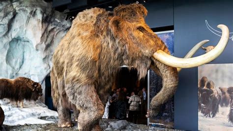 Genetics Project Aims To Resurrect Woolly Mammoths Within The Next