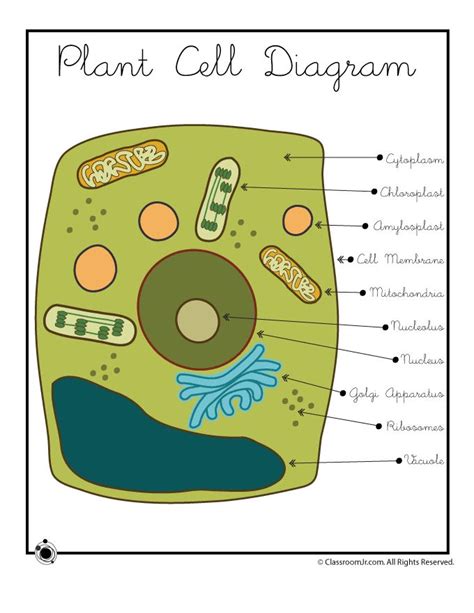 A system of flattened membranes called cisternae (mainpoint: Plant Cell Diagram | Science cells, Cell diagram, Plant ...