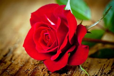 ۲۵ شعر گل رز به همراه متن و جملات عاشقانه گل سرخ ستاره