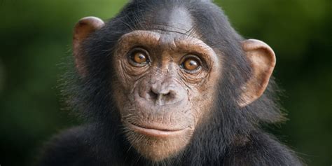 Chimpanzees Sue For Their Freedom With A Little Human Help Huffpost