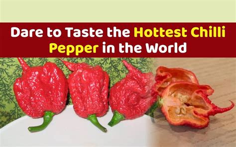 The Hottest Chilli Pepper In The World And The Secret Of Its Hotness