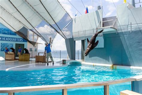 Swim With Dolphins And Sea Lions At Ocean Adventure Subic Entrance