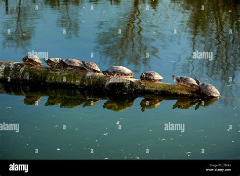 Water Turtles Sitting In Line Stock Photo Alamy