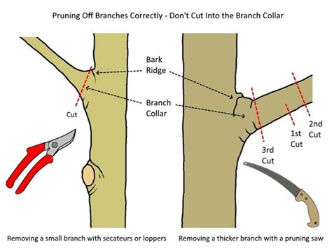 Tree Pruning How To Remove Tree Branches Correctly Deep
