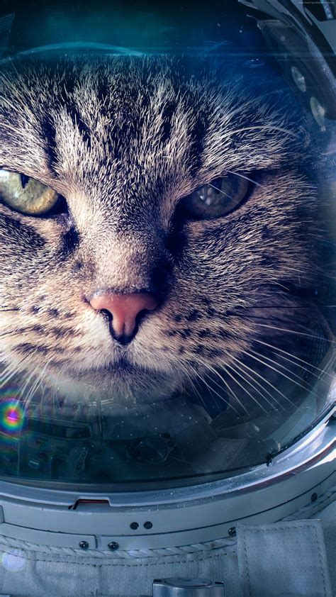 Astronaut Cat Phone Wallpapers Top Free Astronaut Cat Phone Backgrounds Wallpaperaccess