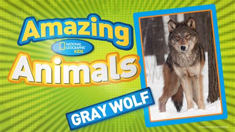 Gray Wolf Animal Book Grey Wolf National Geographic Kids