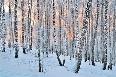 Birch Tree Pictures Images And Stock Photos Istock