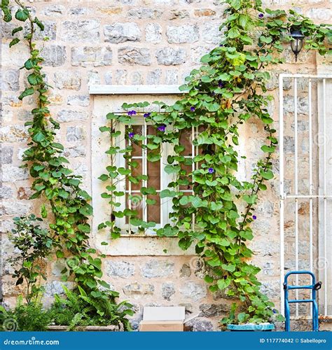 White Window Green Ivy Plant Climb On Old White Stone Brick Wall