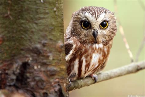 Cute Baby Owl Wallpaper 57 Images