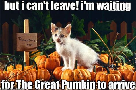 Great Pumkin Is Coming Cats Autumn Animals Cat Captions