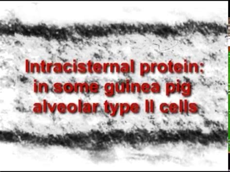 Flooring for a guinea pig cage. guinea pig RER protein paracrystalline - composit of 5 TEM ...
