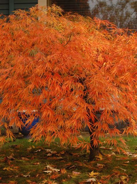 The Six Best Japanese Maples For Fall Color Acer Palmatum Japanese