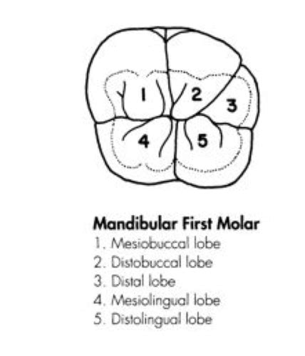Morphology Lecture 18 Mandibular 1st Molar Flashcards Quizlet