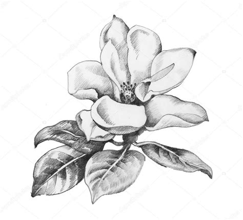 Monochrome Flower Illustration Stock Photo By ©kostan Proff 96046126