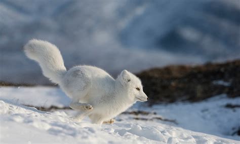 Arctic Foxes Fun Facts Where To See Them And How To Photograph Them