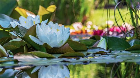 Flower Leaf Nature Reflection Water Lily 4k Hd Spring Wallpapers Hd