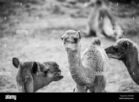 Wildlife In The Uae Black And White Stock Photos And Images Alamy