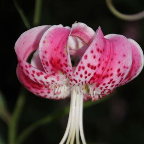 Liliumspeciosum Rubrumuchida Late Bloomer Lily Bulbs Bee Balm