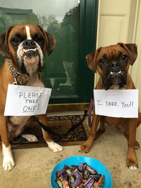 14 Reasons Boxers Are Not The Friendly Dogs Everyone Says They Are