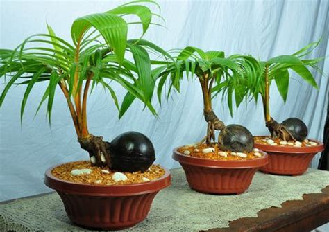 Bonsai kelapa yang sangat unik ini ternyata bisa dibuat sendiri karena caranya tidak ribet. Mengenal Bonsai Kelapa yang Cantik | Yuk, Cari Tahu Cara ...