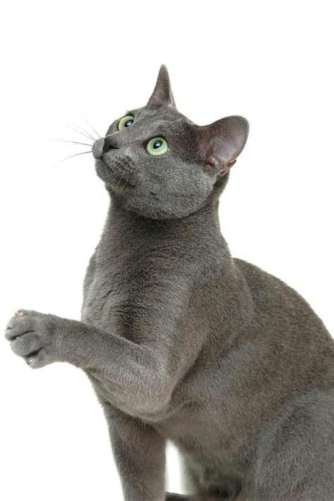 Top 13 Hypoallergenic Cat Breeds For People With Allergies Russian Blue Cat Cat Breeds