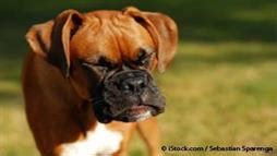 Are you looking for even more ways to stay up to date with raising. Common Causes of Sneezing in Dogs