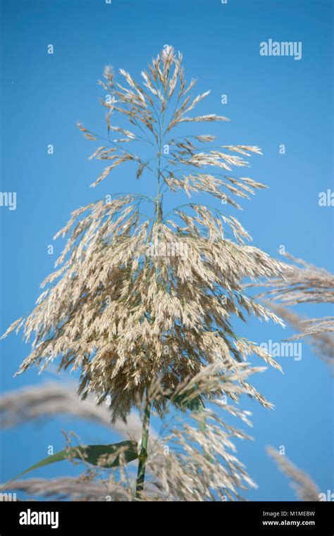 Arundo Mediterraneaschilfgrasgiant Reed Stock Photo Alamy