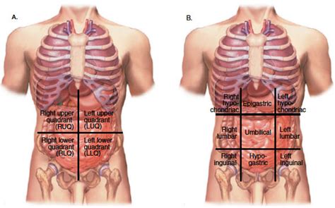 The pyloric sphincter is a muscular valve that opens to allow food to pass from the. Abdominopelvic Quadrants and Regions in Medical ...