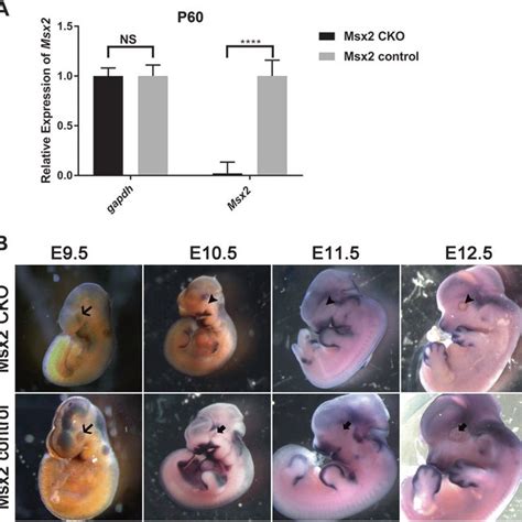 Pdf Lens Specific Conditional Knockout Of Msx2 In Mice Leads To