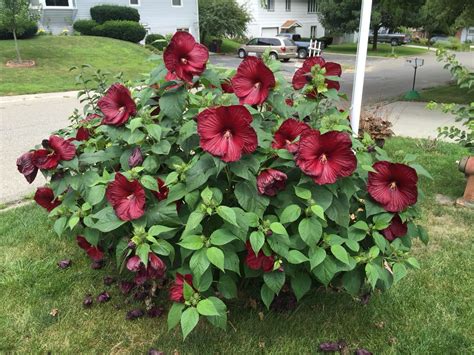 Luna Red Cold Hardy Hibiscus July 2015 Hibiscus Plant Hibiscus Bush