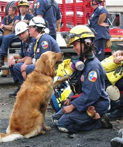 Remembering The Heroic Dogs Of 911 Gone But Not