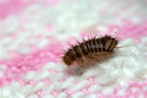 What Causes Carpet Beetles What Should You Watch Out For Whatbugisthat