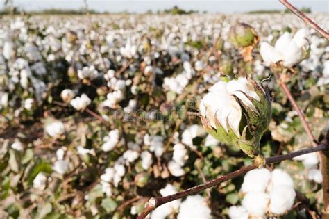 Cotton Boll Farm Field Texas Agriculture Cash Crop Stock Image Image