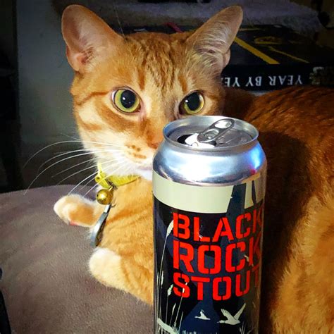 Beer Cats Root Beer Ale Gatos Cat Kitty Kitty Cats