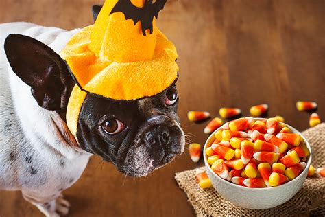 Hi, we're getting a puppy and want to make sure the plants in our garden are not poisonous for our dog. What Are The Most Toxic Foods For Your Dog?