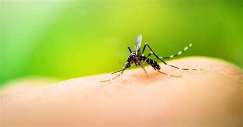 Why Mosquitoes Develop Resistance To Pesticides