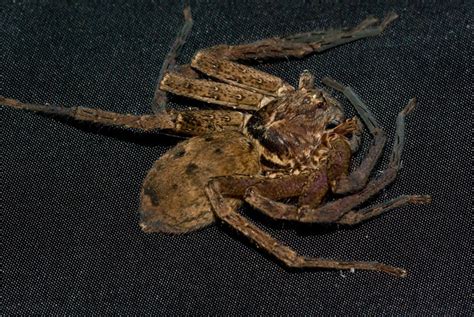 Brown Huntsman Spider Heteropoda Jugulans This One Came Flickr