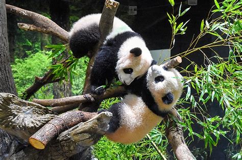 Panda Twins Debut At Ueno Zoo Viewing Set For 3 Days The Asahi