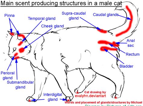 Cat Chit Chat Scent Producing Structures Of The Male Domestic Cat