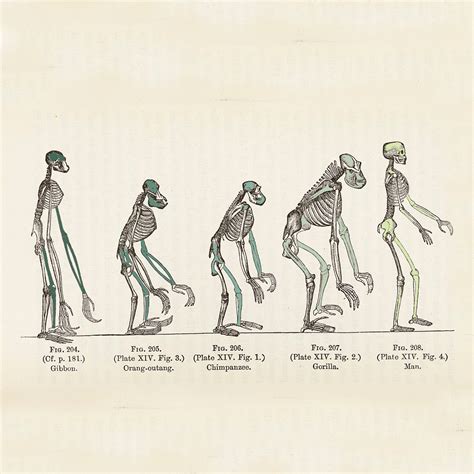 Are Humans Still Evolving Genetic Direction