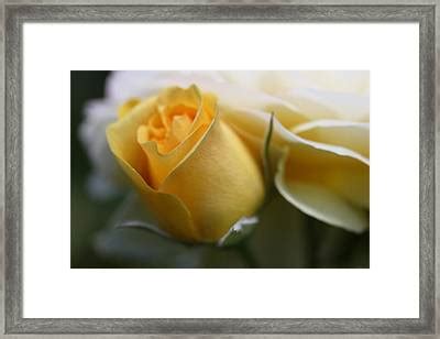 Yellow Rose Bud Flower Photograph By Jennie Marie Schell
