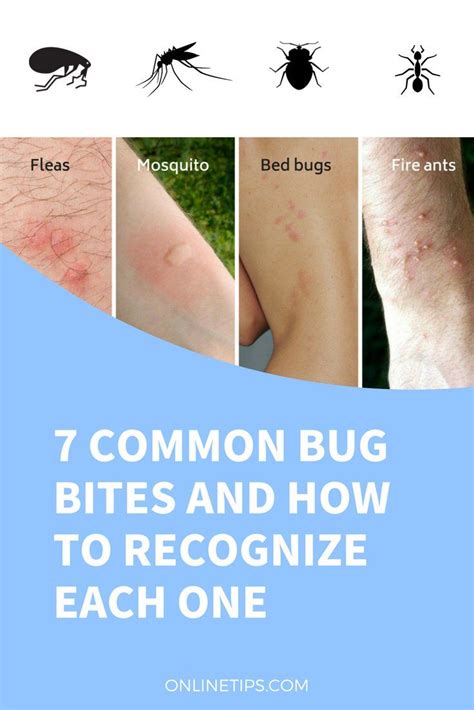 What Does Bed Bug Bites Look Like On Dogs Whatodi