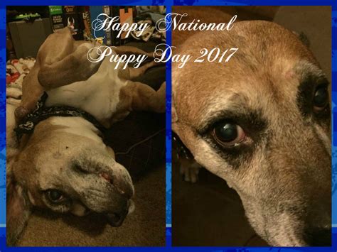 National puppy day seeks to celebrate the unconditional love that puppies bring to people's lives. Moments of Introspection