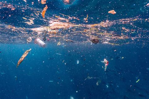 Toxic Times The Little Known Impact Of Plastic On Marine Life — The