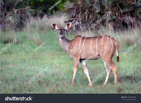 3006 Female Kudu Images Stock Photos And Vectors Shutterstock