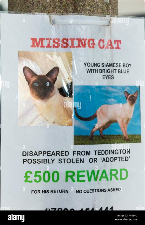 Poster For A Lost Missing Or Possibly Stolen Pedigree Siamese Cat