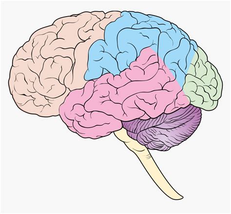 Download Blank Brain Diagram Pictures Diagram Anatomy